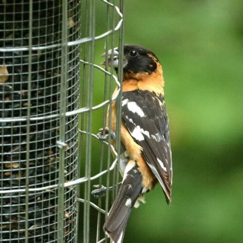 B100 Stainless Steel Squirrel Proof Bird Feeder