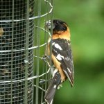 B100 Stainless Steel Squirrel Proof Bird Feeder